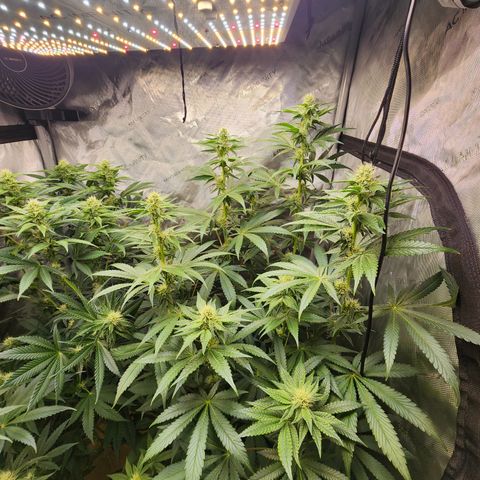 Humbolt x Phenohunter: Vanilla Frosting x Gelato growlog timeline photo