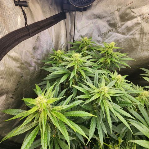 G-LICIOUS  growlog timeline photo