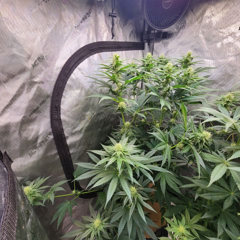 G-LICIOUS  growlog timeline photo