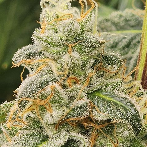 CopyCat Genetics: Peachy Queen S1 growlog timeline photo