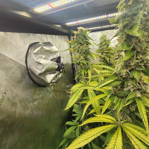 CopyCat Genetics: Peachy Queen S1 growlog timeline photo