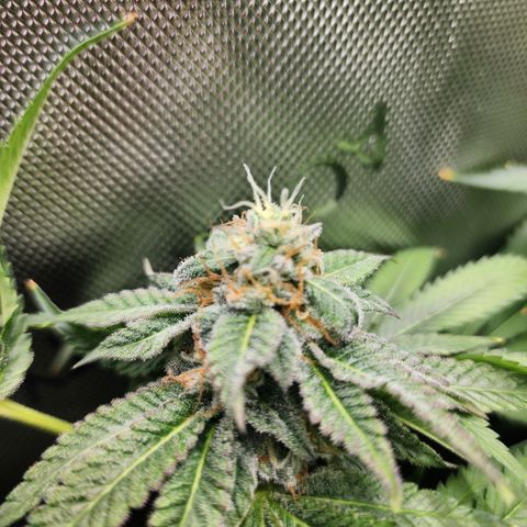 CopyCat Genetics: Peachy Queen S1 growlog timeline photo