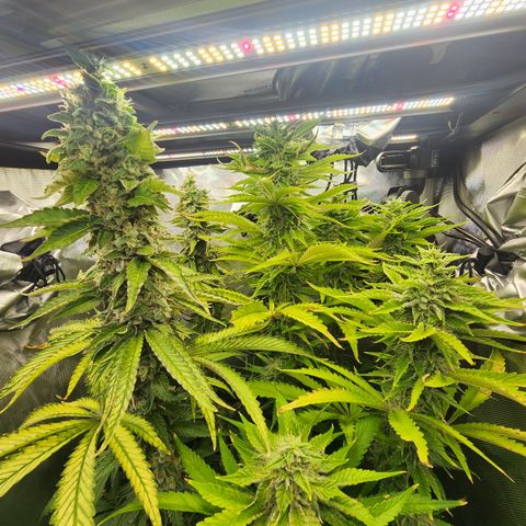 Copycat Genetics: Blueberry Pancakes growlog timeline photo