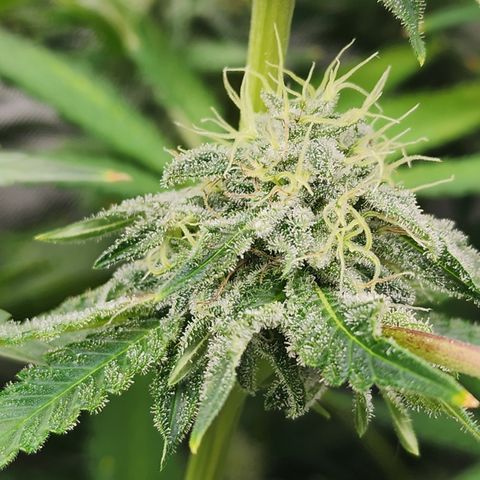 Copycat Genetics: Blueberry Pancakes growlog timeline photo