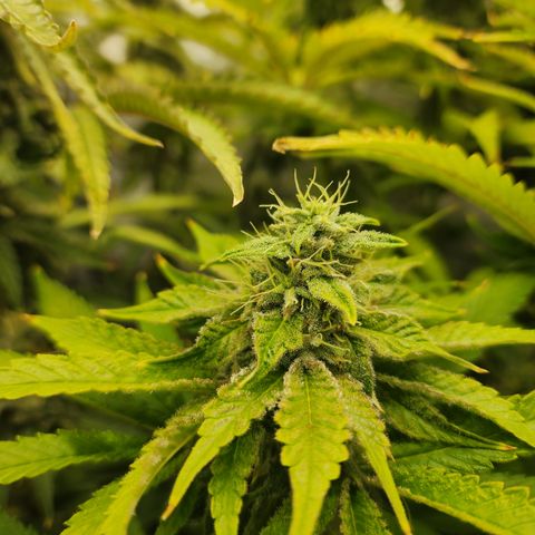 Copycat Genetics: Blueberry Pancakes growlog timeline photo