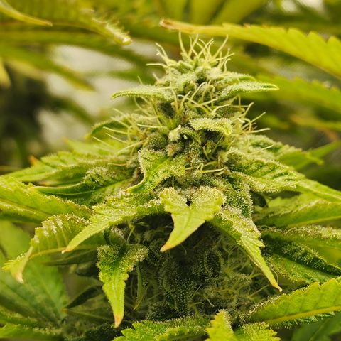 Copycat Genetics: Blueberry Pancakes growlog timeline photo