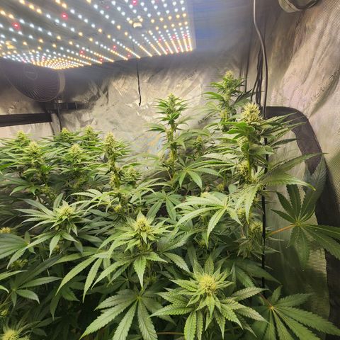 G-LICIOUS  growlog timeline photo