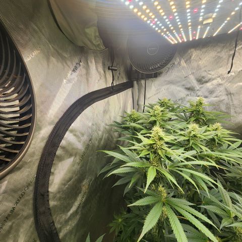 Humbolt x Phenohunter: Vanilla Frosting x Gelato growlog timeline photo