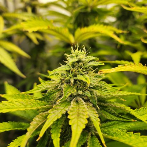 CopyCat Genetics: Peachy Queen S1 growlog timeline photo