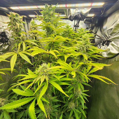 CopyCat Genetics: Peachy Queen S1 growlog timeline photo