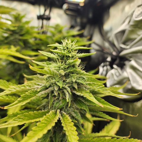 CopyCat Genetics: Peachy Queen S1 growlog timeline photo
