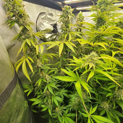 Copycat Genetics: Blueberry Pancakes growlog timeline photo