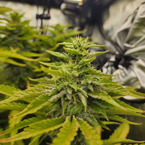Copycat Genetics: Blueberry Pancakes growlog timeline photo