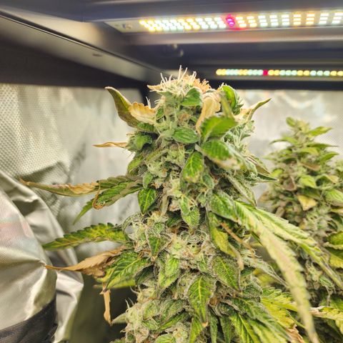 Copycat Genetics: Blueberry Pancakes growlog timeline photo