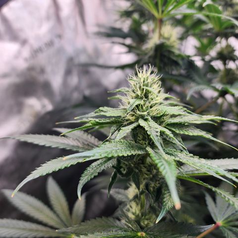 G-LICIOUS  growlog timeline photo