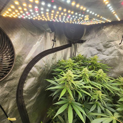 G-LICIOUS  growlog timeline photo