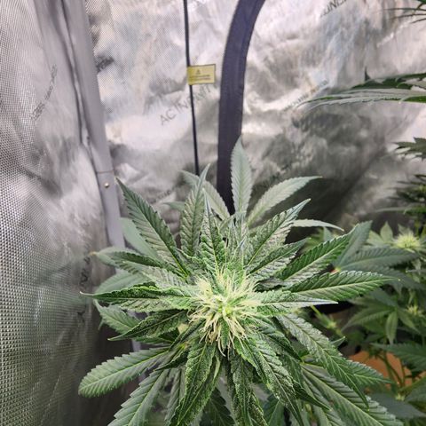 Humbolt x Phenohunter: Vanilla Frosting x Gelato growlog timeline photo