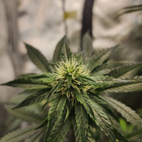Humbolt x Phenohunter: Vanilla Frosting x Gelato growlog timeline photo