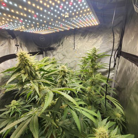 Humbolt x Phenohunter: Vanilla Frosting x Gelato growlog timeline photo