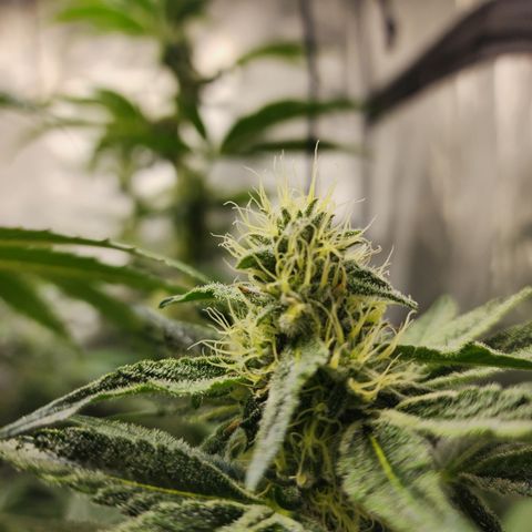 Humbolt x Phenohunter: Vanilla Frosting x Gelato growlog timeline photo