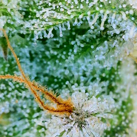 Copycat Genetics: Blueberry Pancakes growlog timeline photo