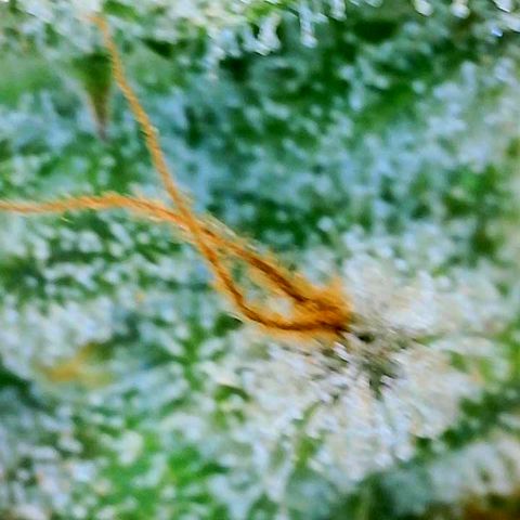 Copycat Genetics: Blueberry Pancakes growlog timeline photo