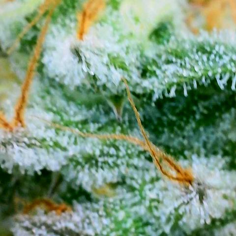 Copycat Genetics: Blueberry Pancakes growlog timeline photo
