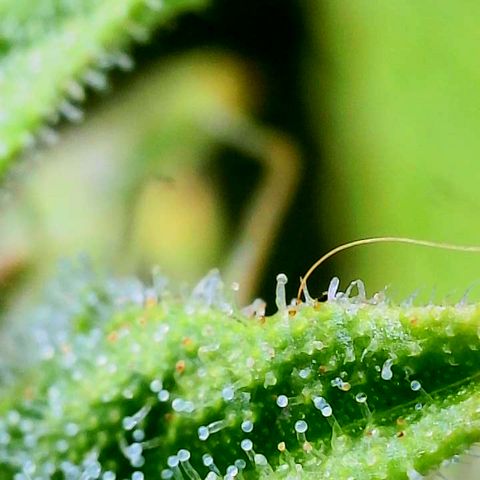 CopyCat Genetics: Peachy Queen S1 growlog timeline photo