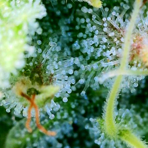 CopyCat Genetics: Peachy Queen S1 growlog timeline photo