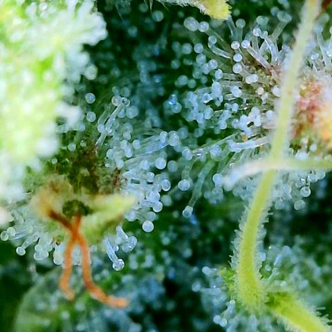 CopyCat Genetics: Peachy Queen S1 growlog timeline photo