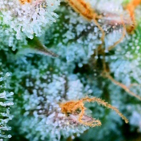 CopyCat Genetics: Peachy Queen S1 growlog timeline photo