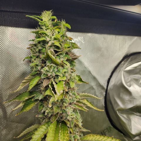 Copycat Genetics: Blueberry Pancakes growlog timeline photo