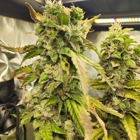 Copycat Genetics: Blueberry Pancakes growlog timeline photo