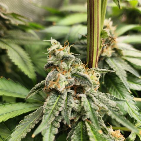 Copycat Genetics: Blueberry Pancakes growlog timeline photo