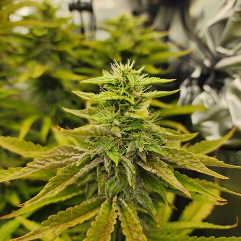 CopyCat Genetics: Peachy Queen S1 growlog timeline photo