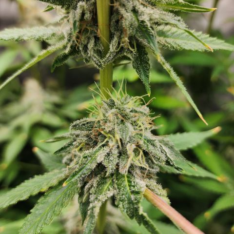 CopyCat Genetics: Peachy Queen S1 growlog timeline photo