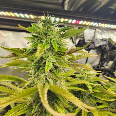 CopyCat Genetics: Peachy Queen S1 growlog timeline photo