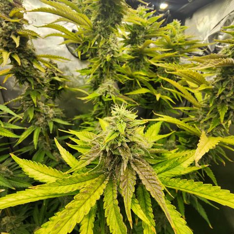 CopyCat Genetics: Peachy Queen S1 growlog timeline photo