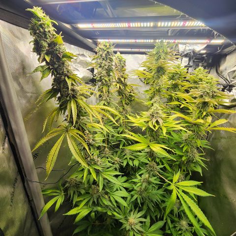 CopyCat Genetics: Peachy Queen S1 growlog timeline photo
