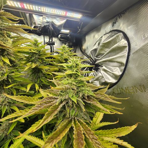 CopyCat Genetics: Peachy Queen S1 growlog timeline photo