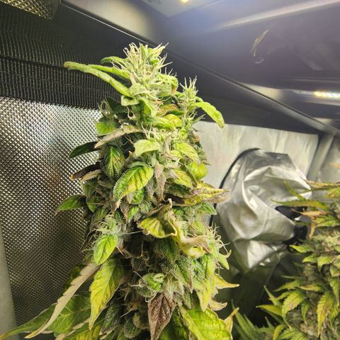 Copycat Genetics: Blueberry Pancakes growlog timeline photo