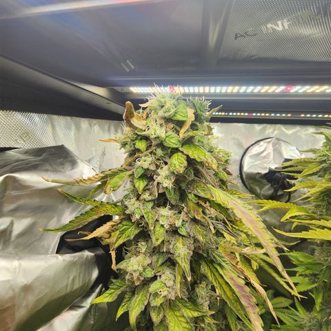 Copycat Genetics: Blueberry Pancakes growlog timeline photo