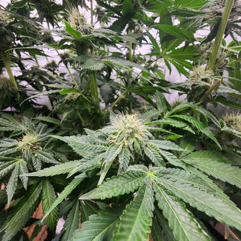Humbolt x Phenohunter: Vanilla Frosting x Gelato growlog timeline photo