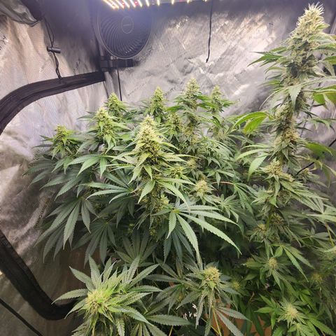 Humbolt x Phenohunter: Vanilla Frosting x Gelato growlog timeline photo