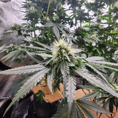Humbolt x Phenohunter: Vanilla Frosting x Gelato growlog timeline photo