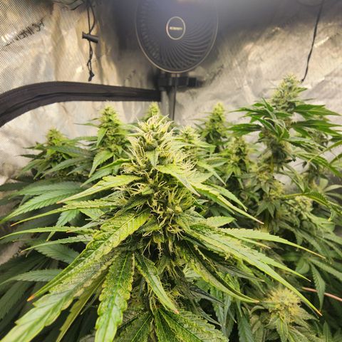 G-LICIOUS  growlog timeline photo