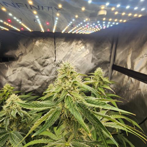 G-LICIOUS  growlog timeline photo