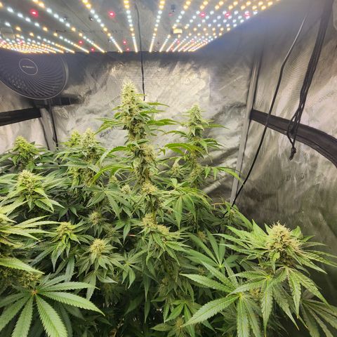 G-LICIOUS  growlog timeline photo