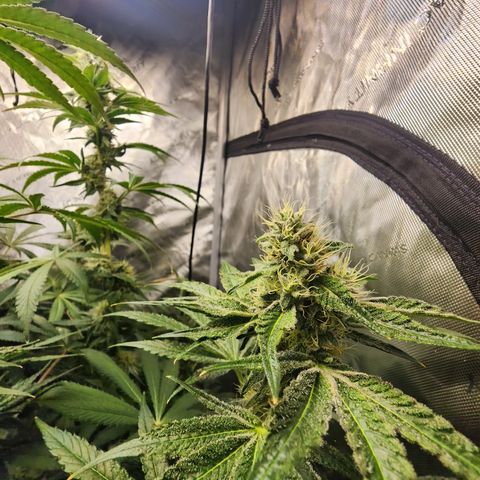 G-LICIOUS  growlog timeline photo