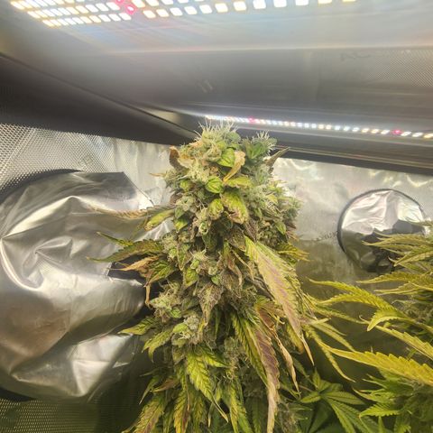 Copycat Genetics: Blueberry Pancakes growlog timeline photo